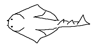 Squatina tergocellatoides